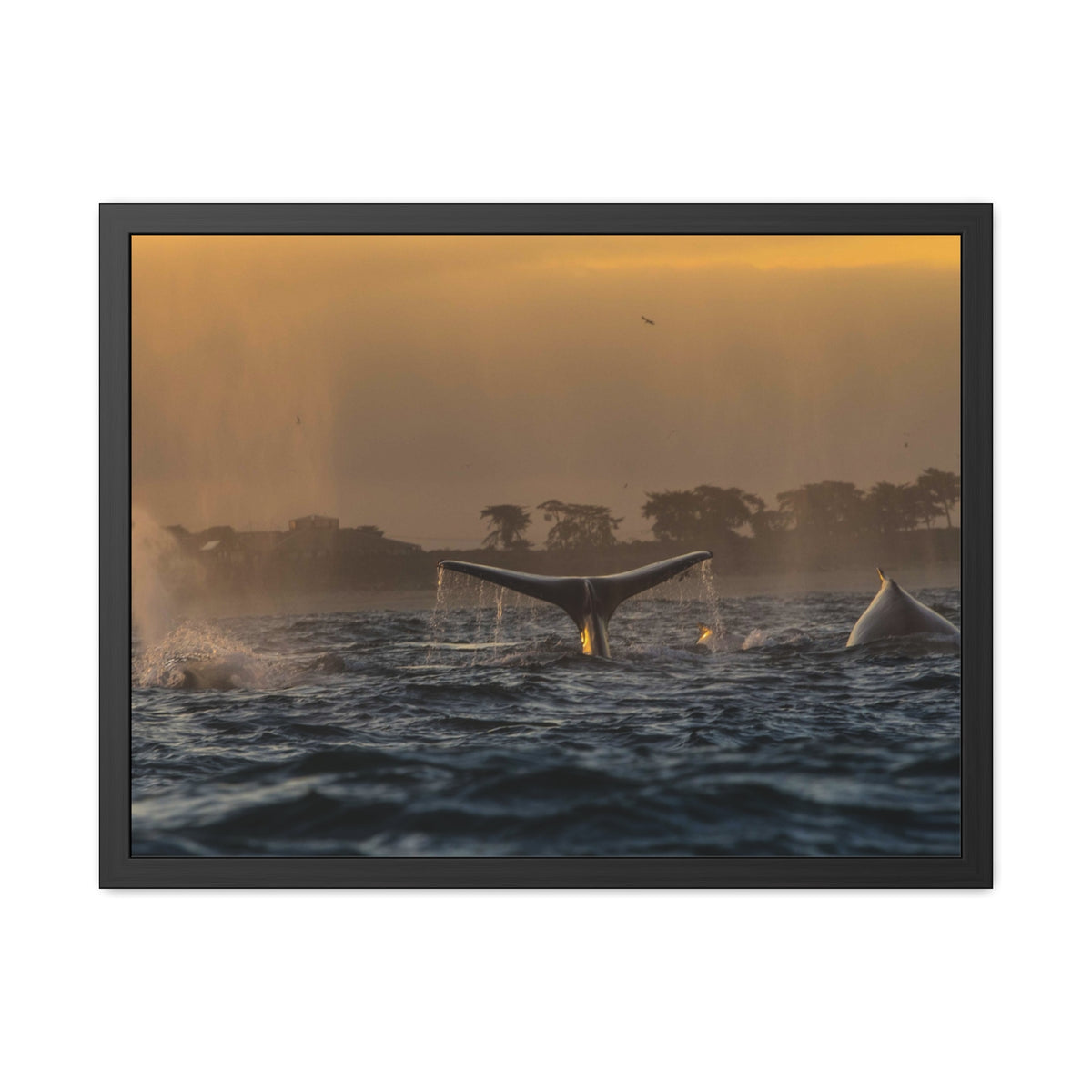 Whale Pair Framed Poster