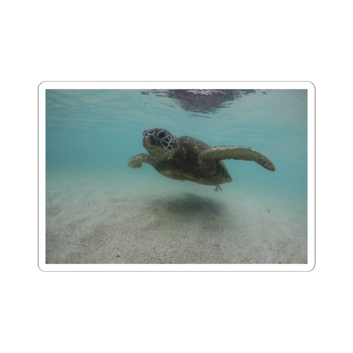 Turtle Glide Kiss-Cut Stickers