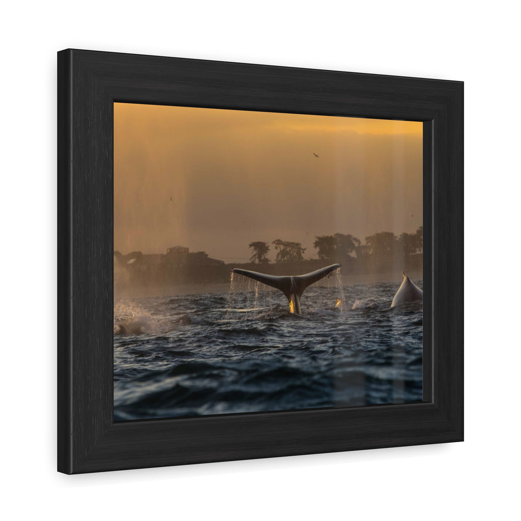 Whale Pair Framed Poster