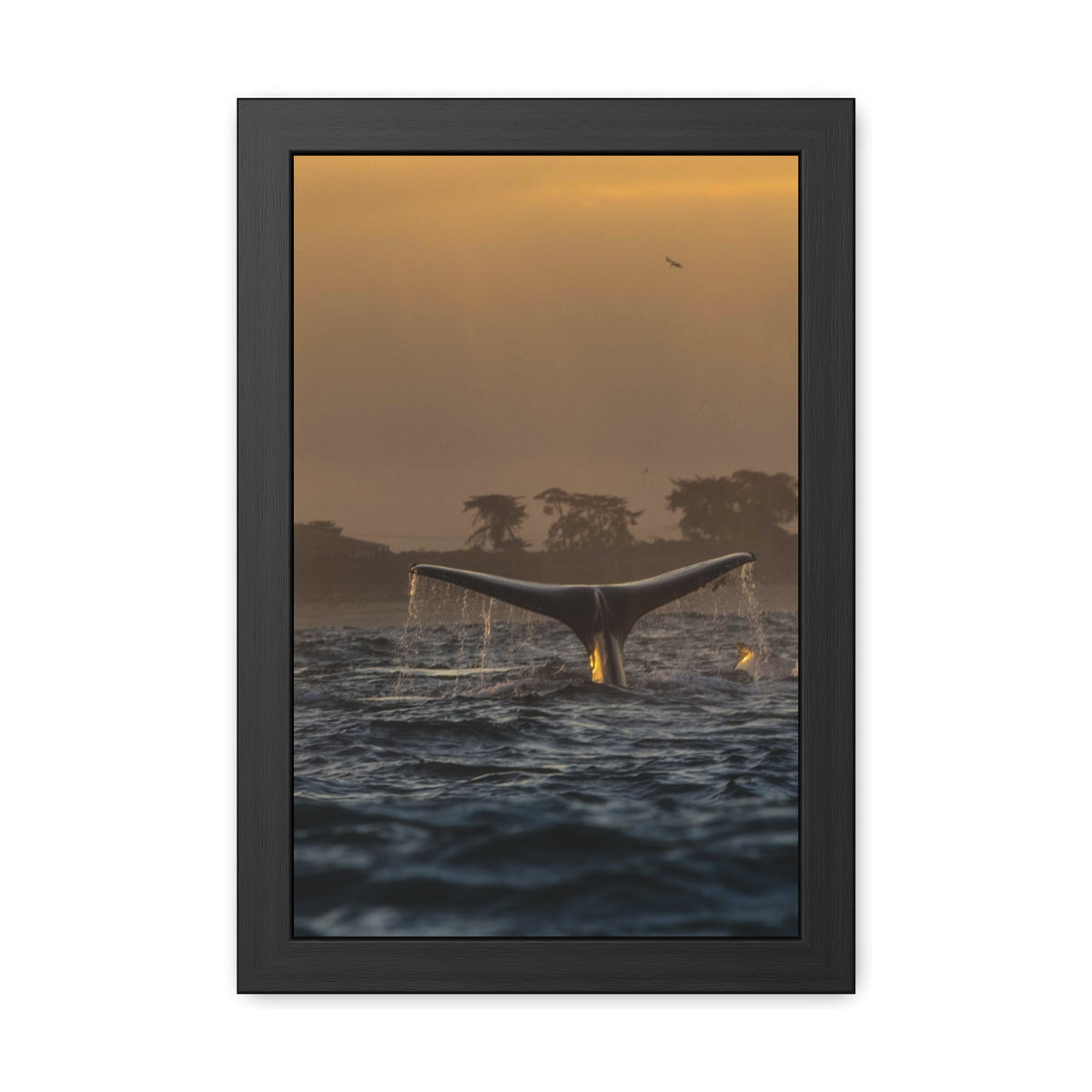 Whale Pair Framed Poster