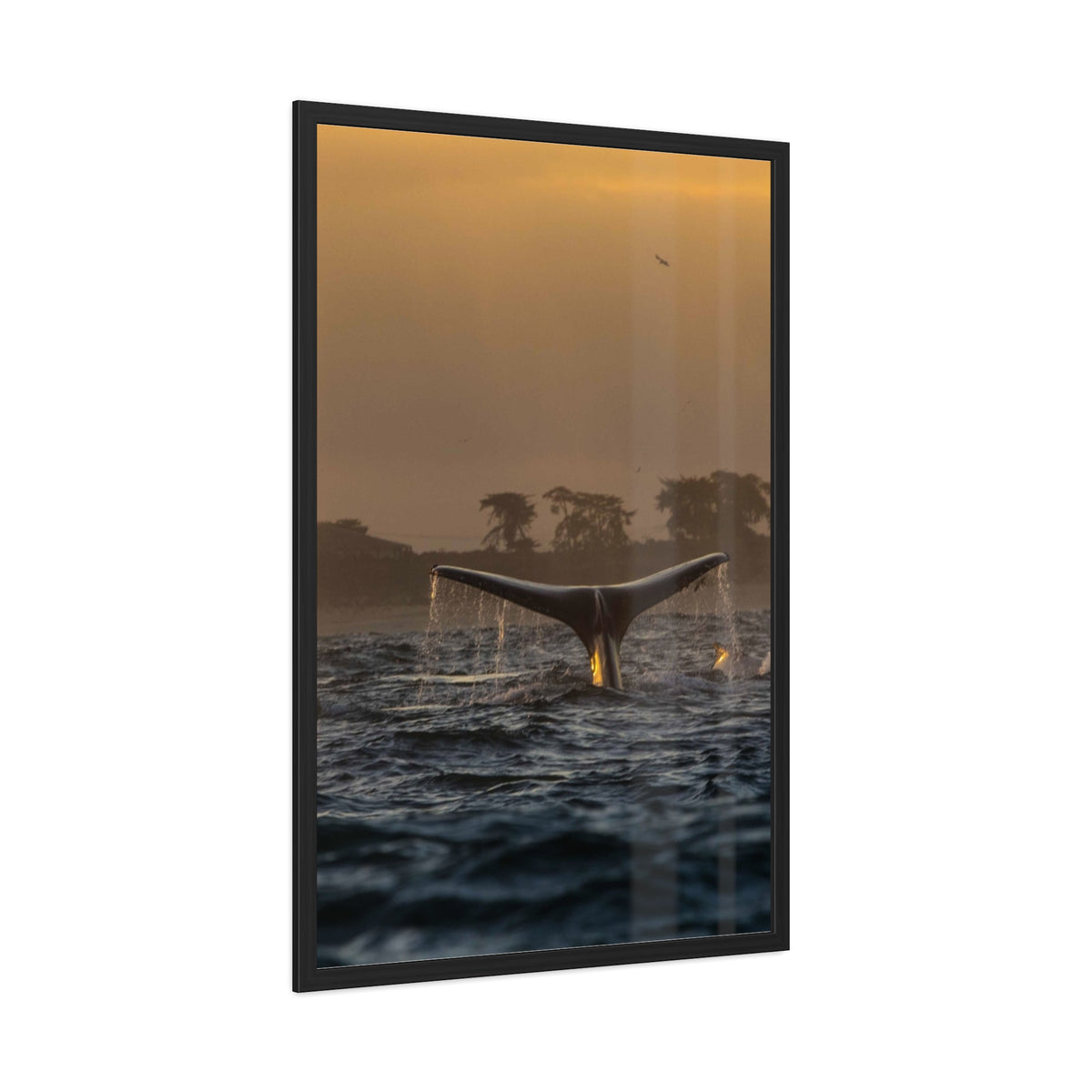 Whale Pair Framed Poster