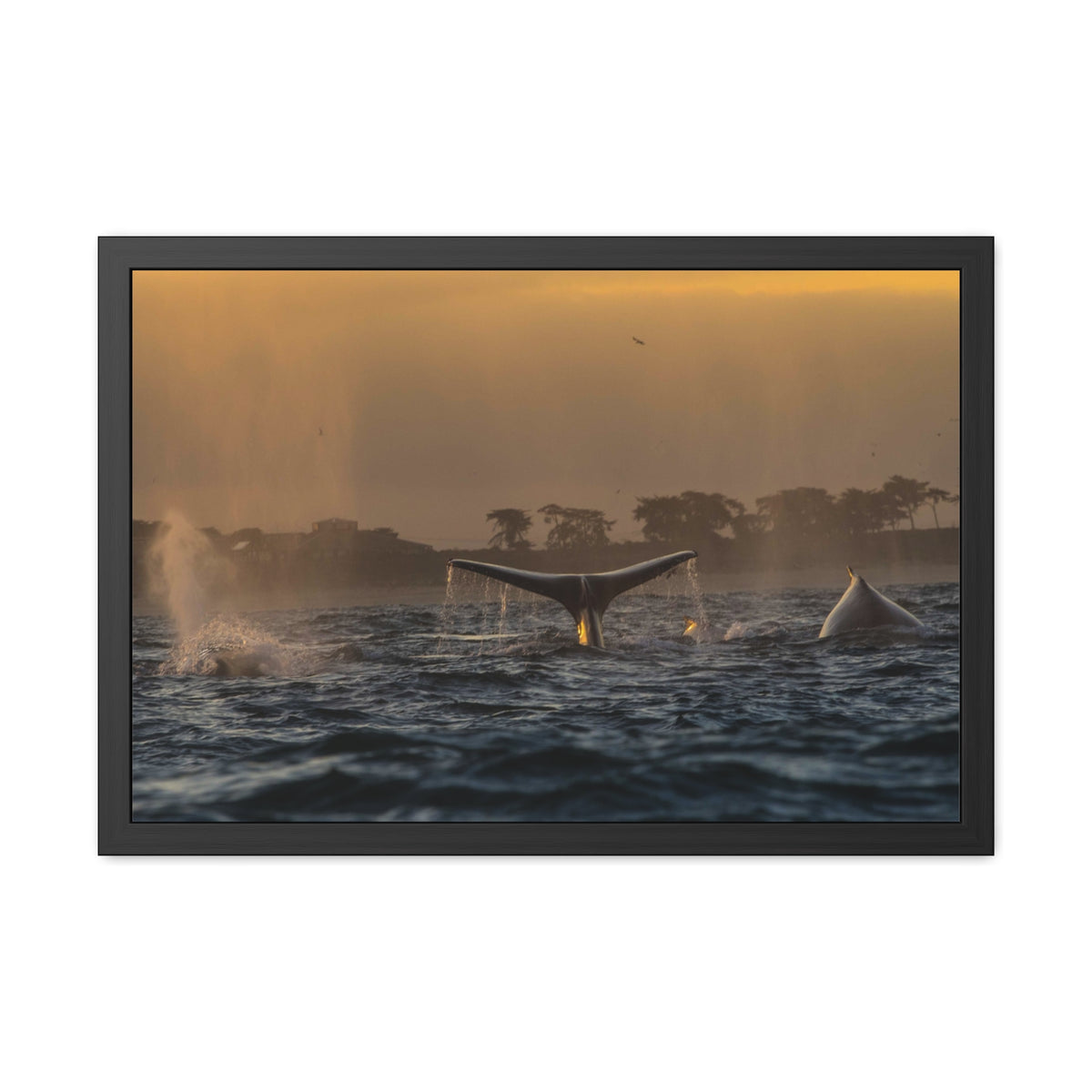 Whale Pair Framed Poster