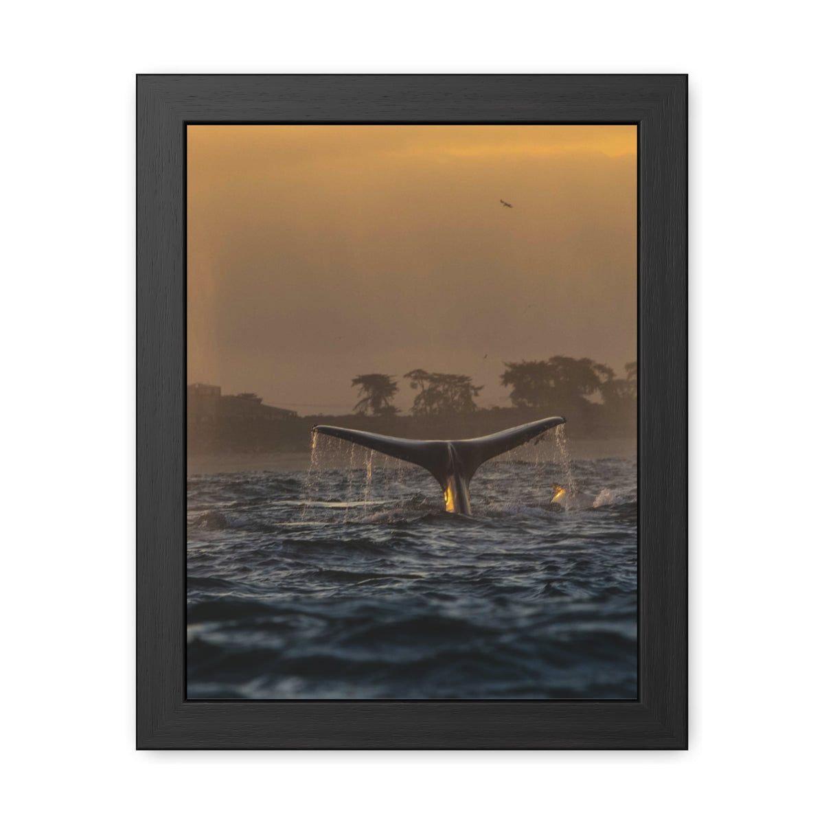 Whale Pair Framed Poster