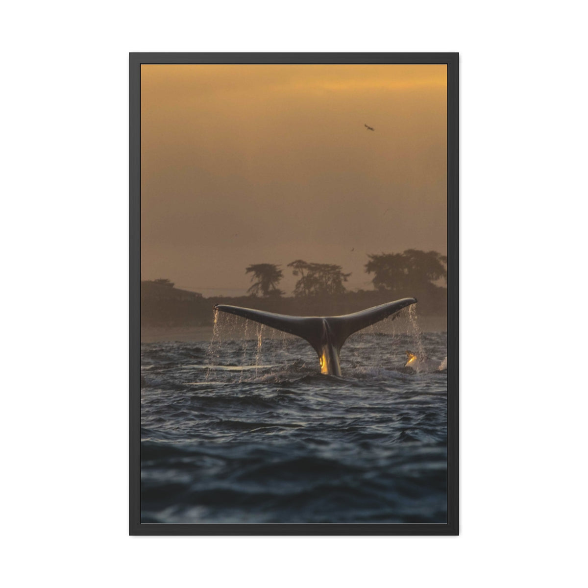 Whale Pair Framed Poster
