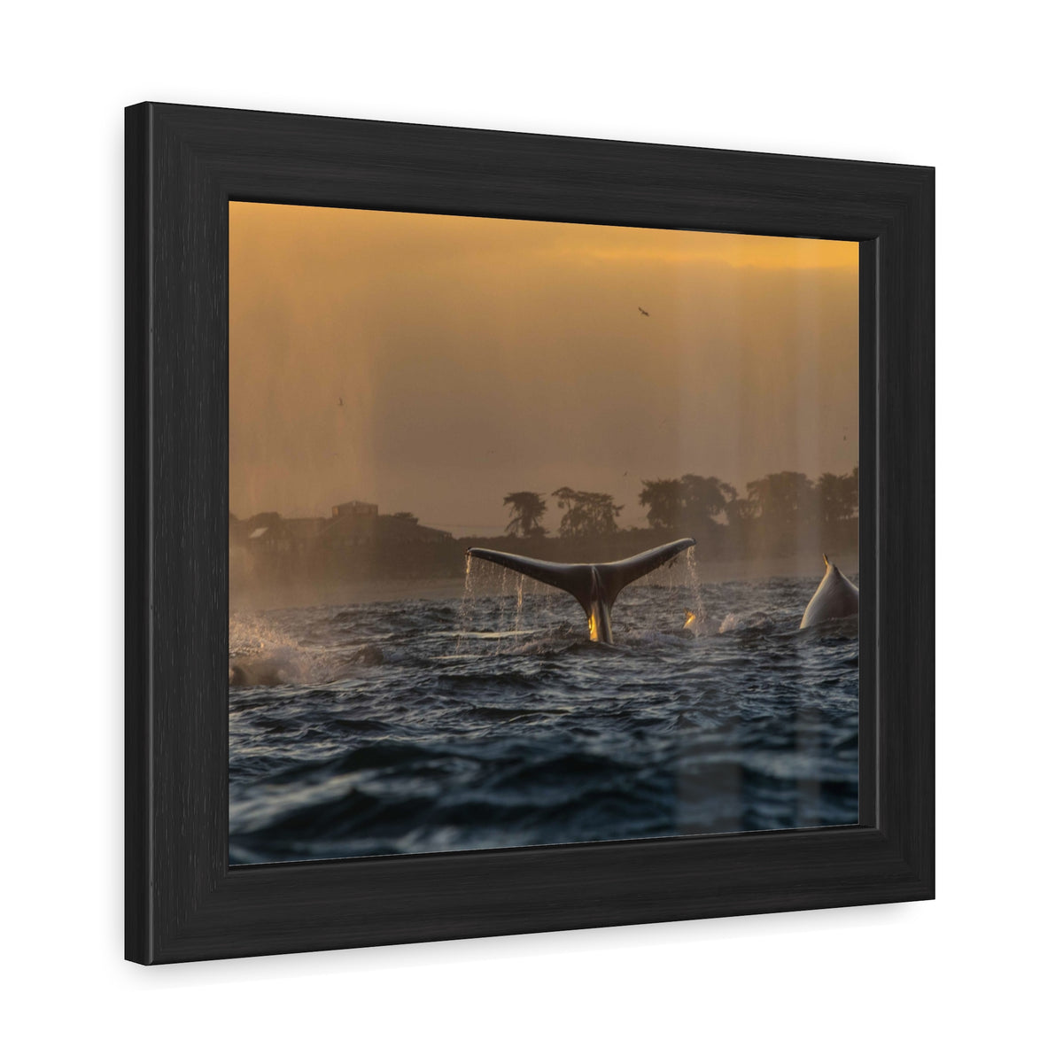 Whale Pair Framed Poster