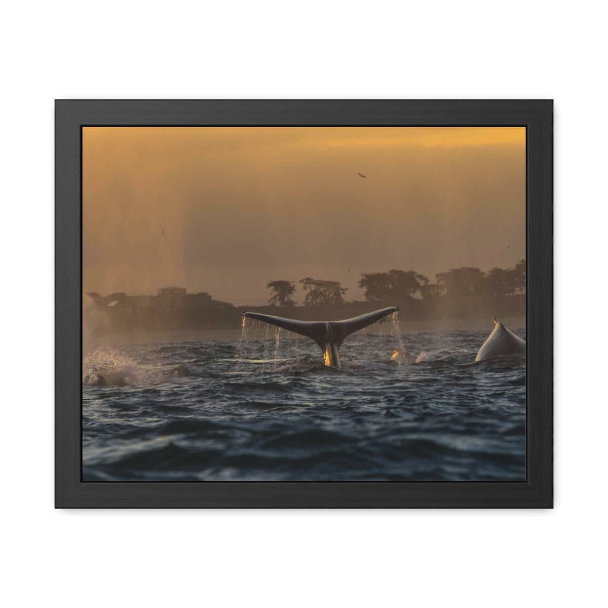 Whale Pair Framed Poster