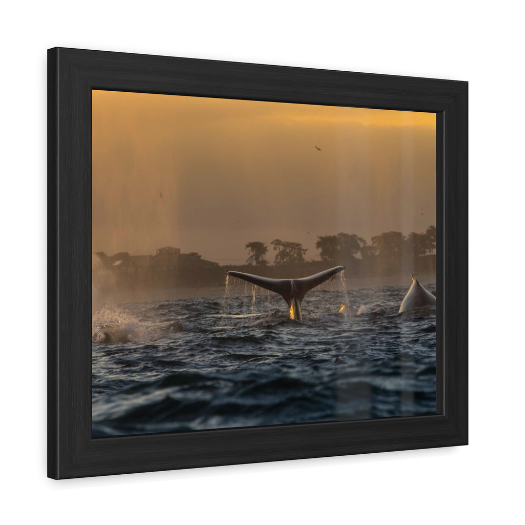 Whale Pair Framed Poster