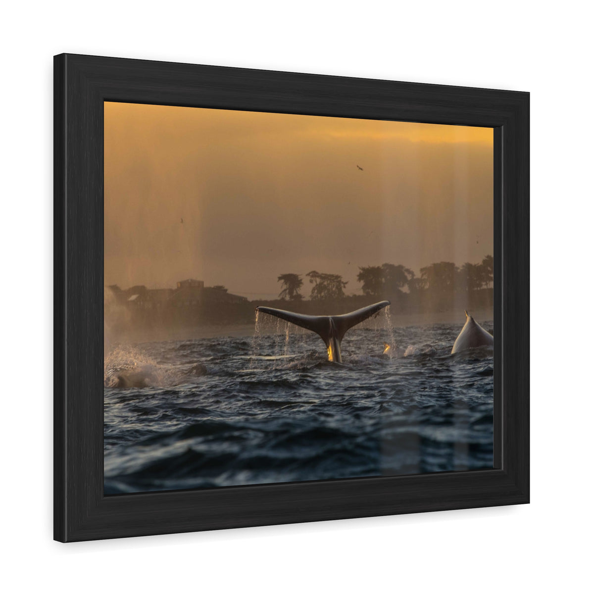 Whale Pair Framed Poster