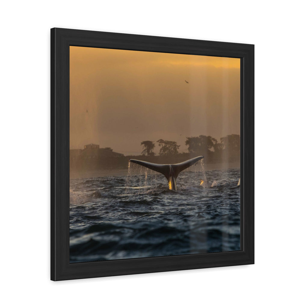 Whale Pair Framed Poster
