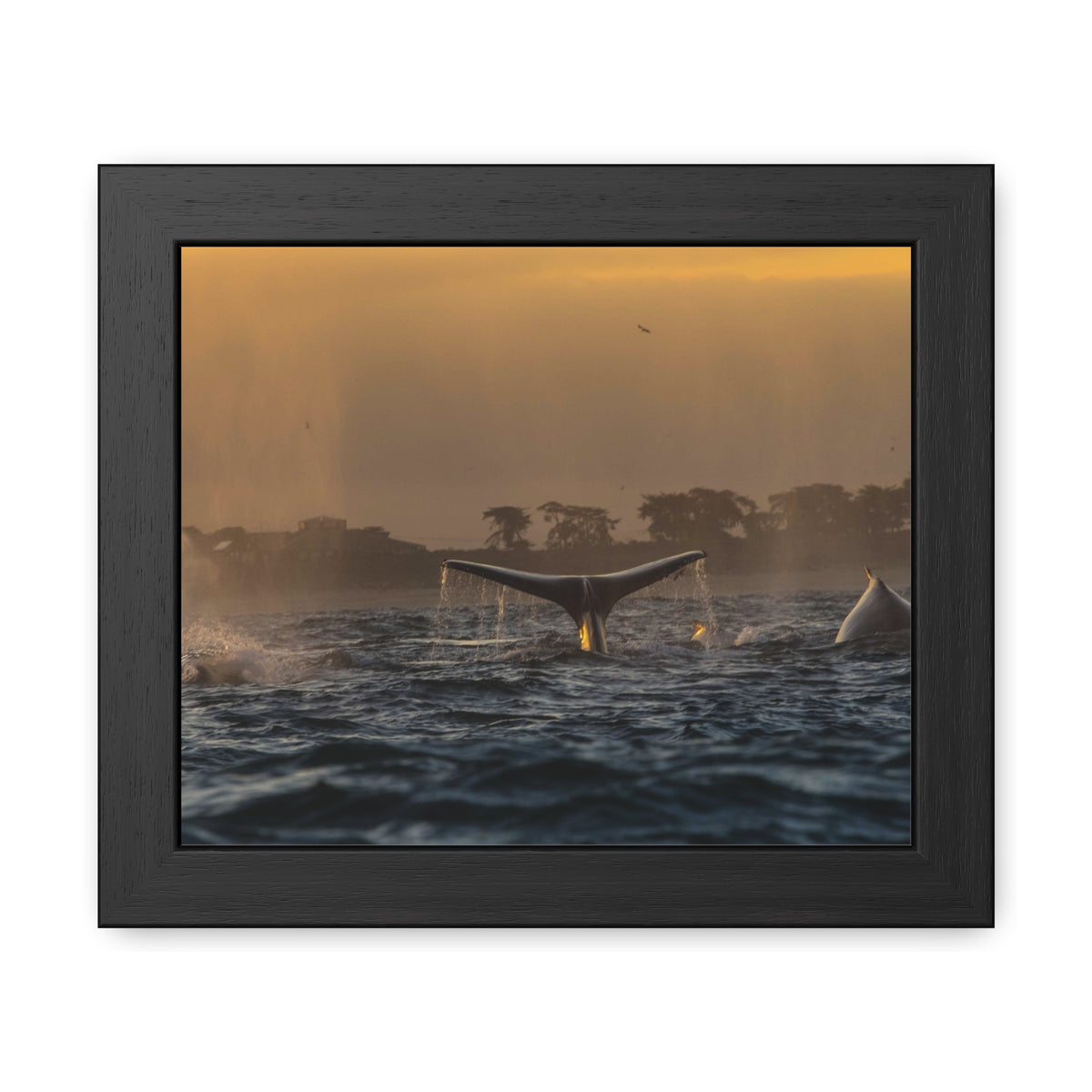 Whale Pair Framed Poster