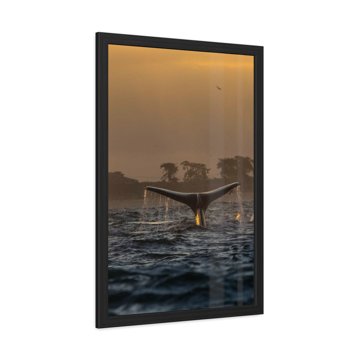 Whale Pair Framed Poster