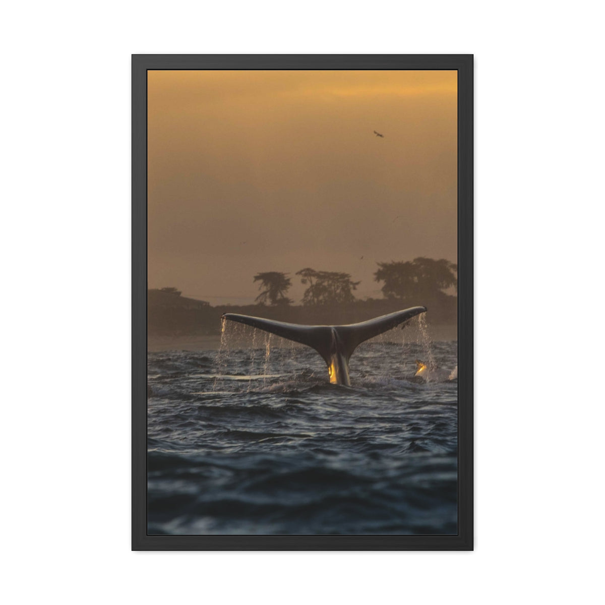 Whale Pair Framed Poster