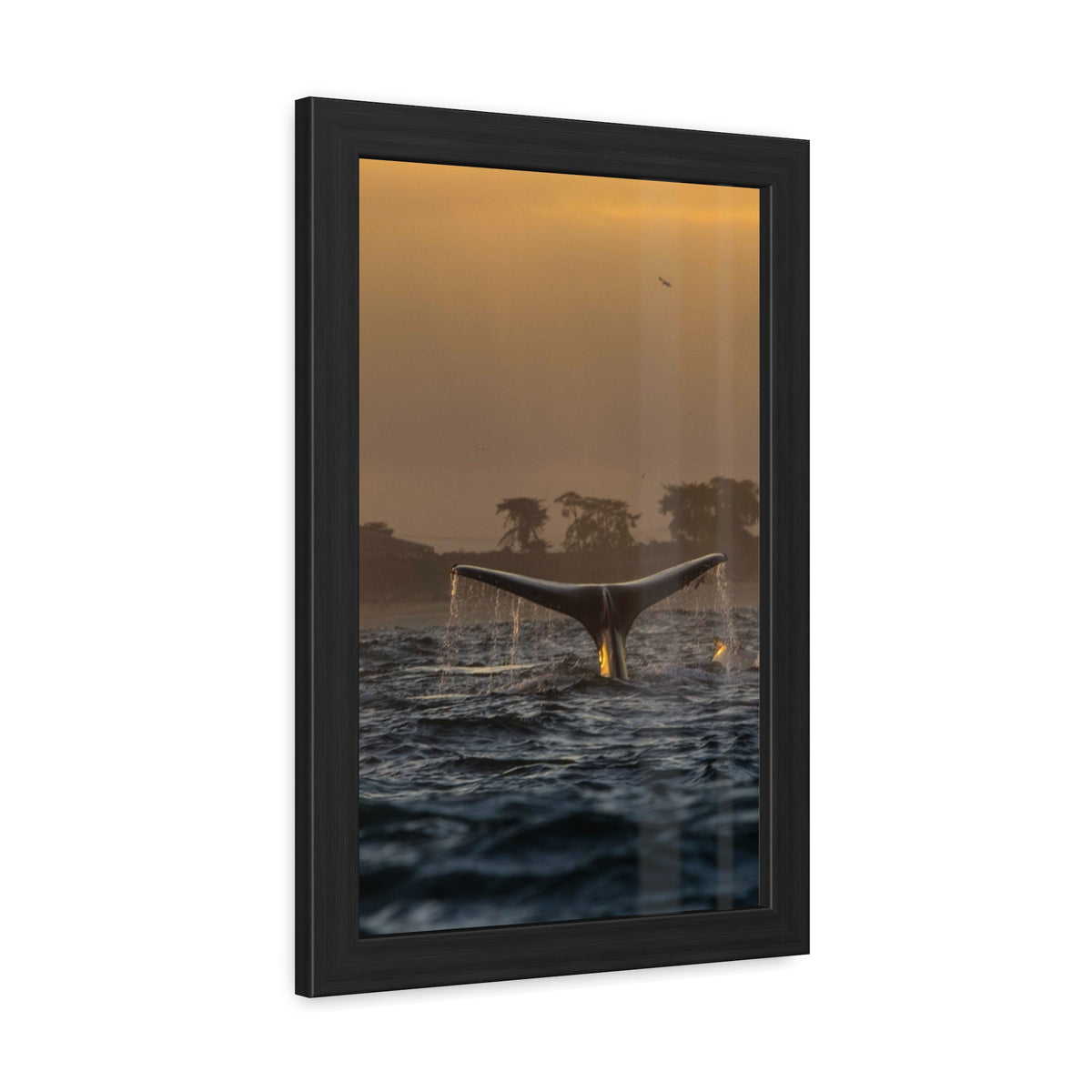 Whale Pair Framed Poster