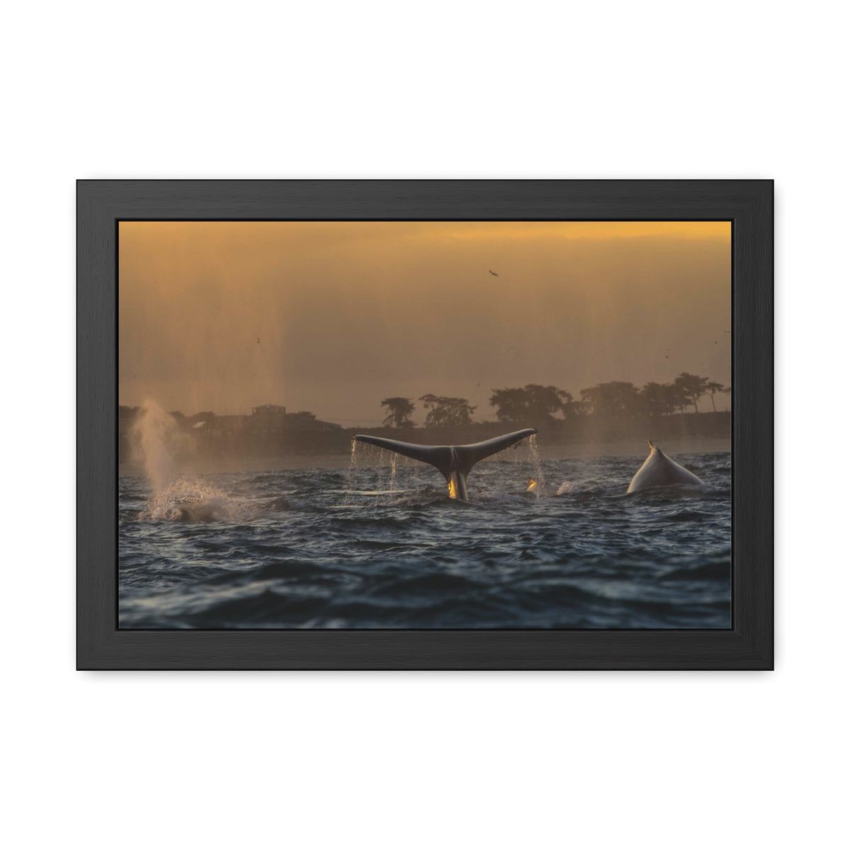 Whale Pair Framed Poster