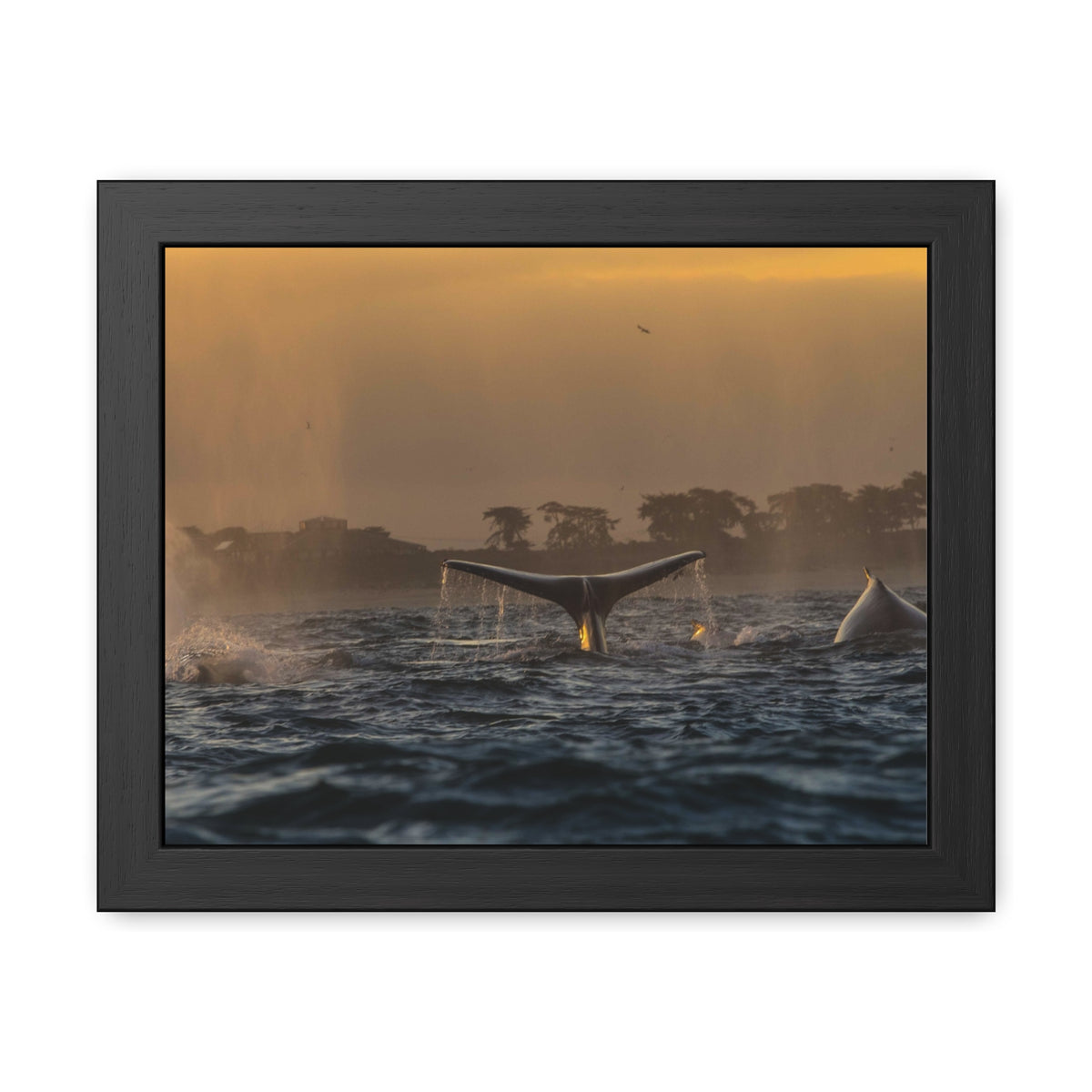 Whale Pair Framed Poster
