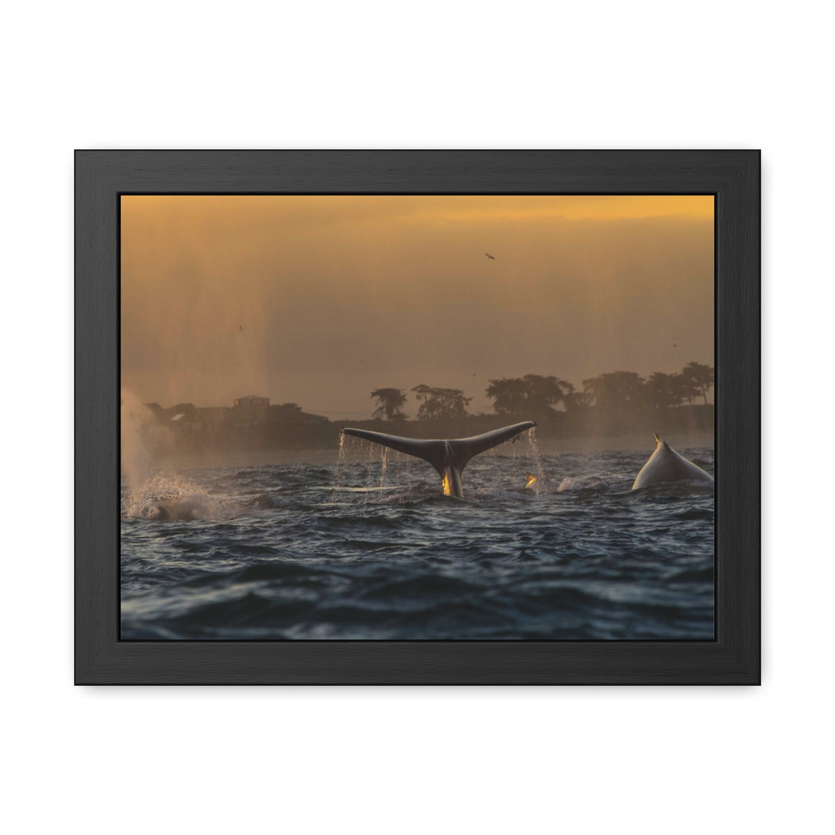 Whale Pair Framed Poster