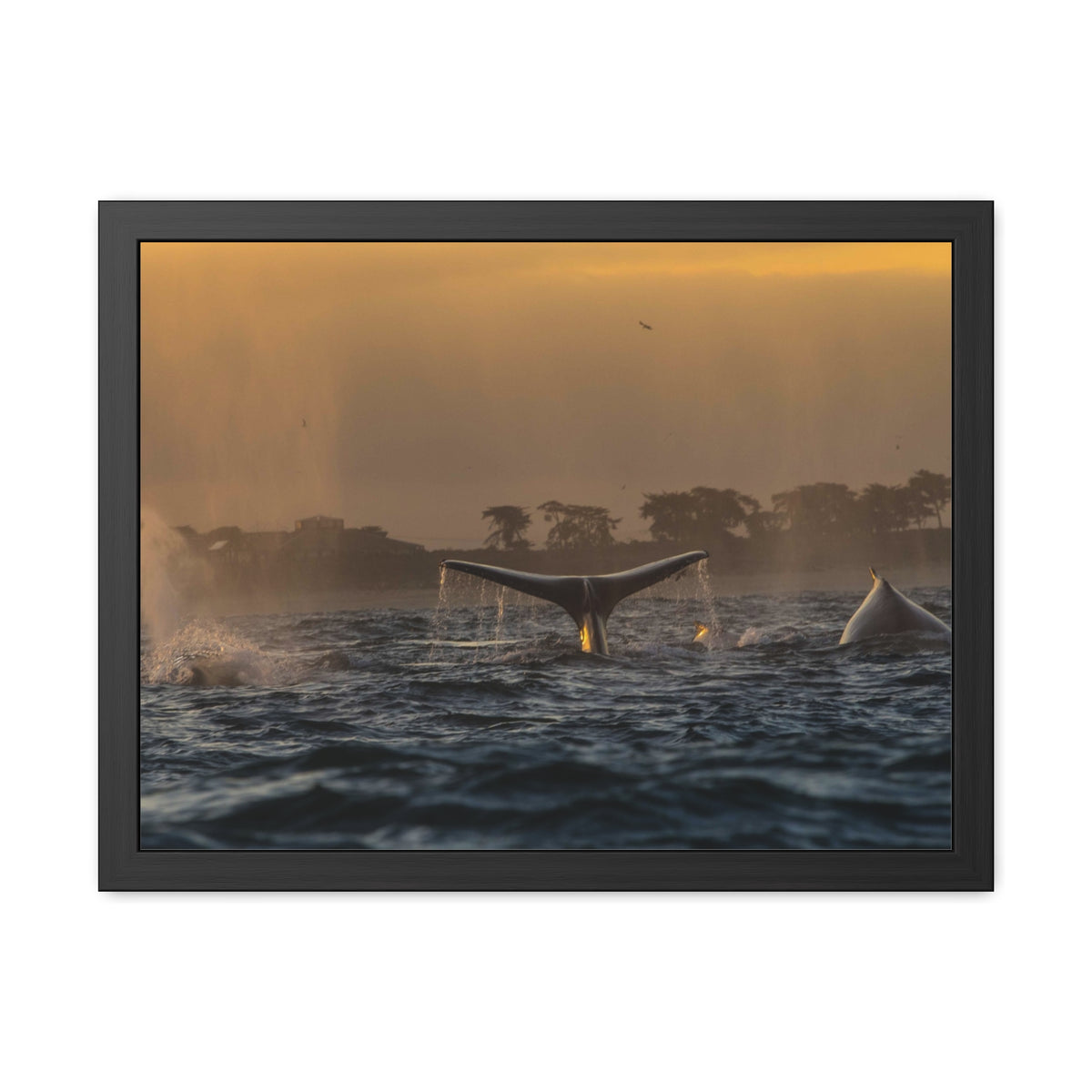 Whale Pair Framed Poster