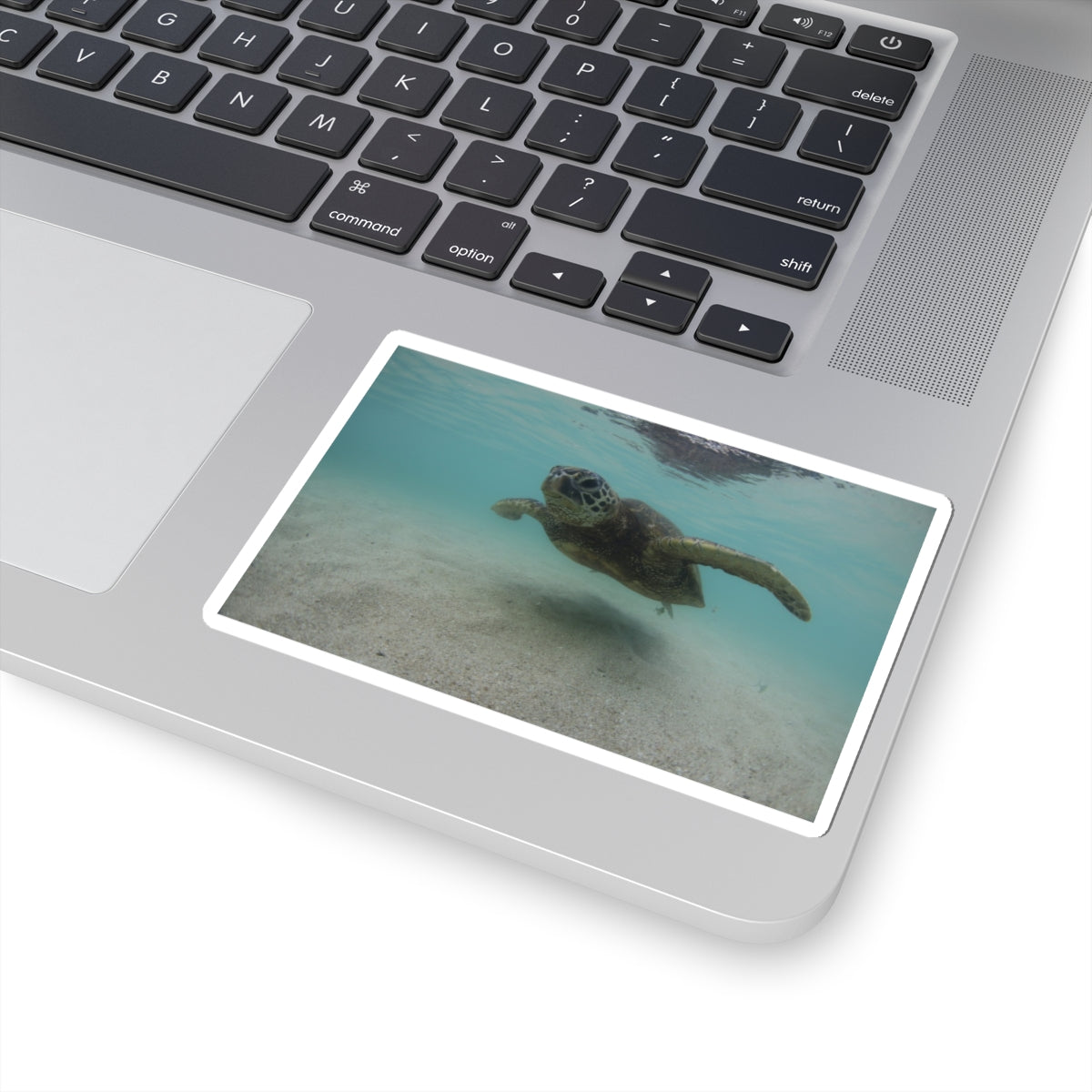Turtle Glide Kiss-Cut Stickers