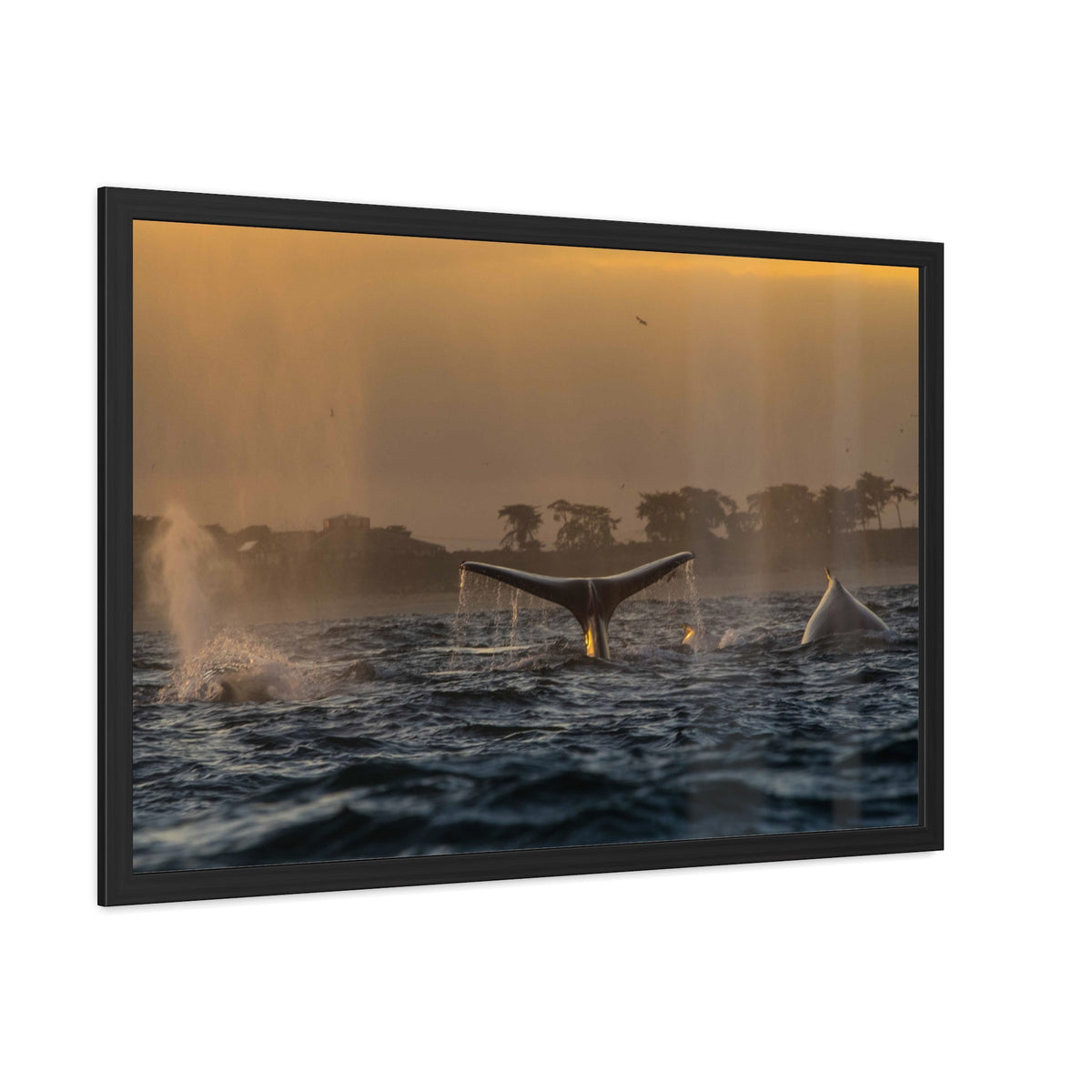 Whale Pair Framed Poster