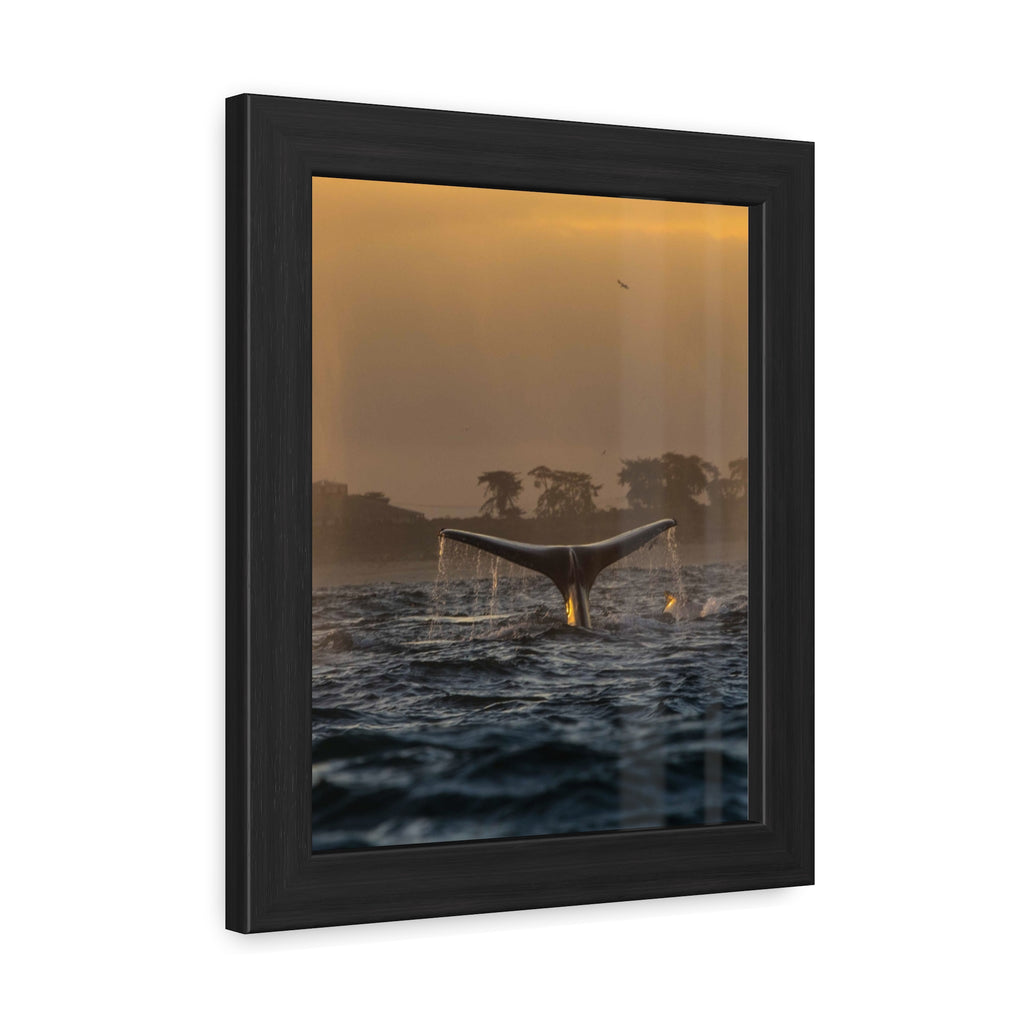 Whale Pair Framed Poster