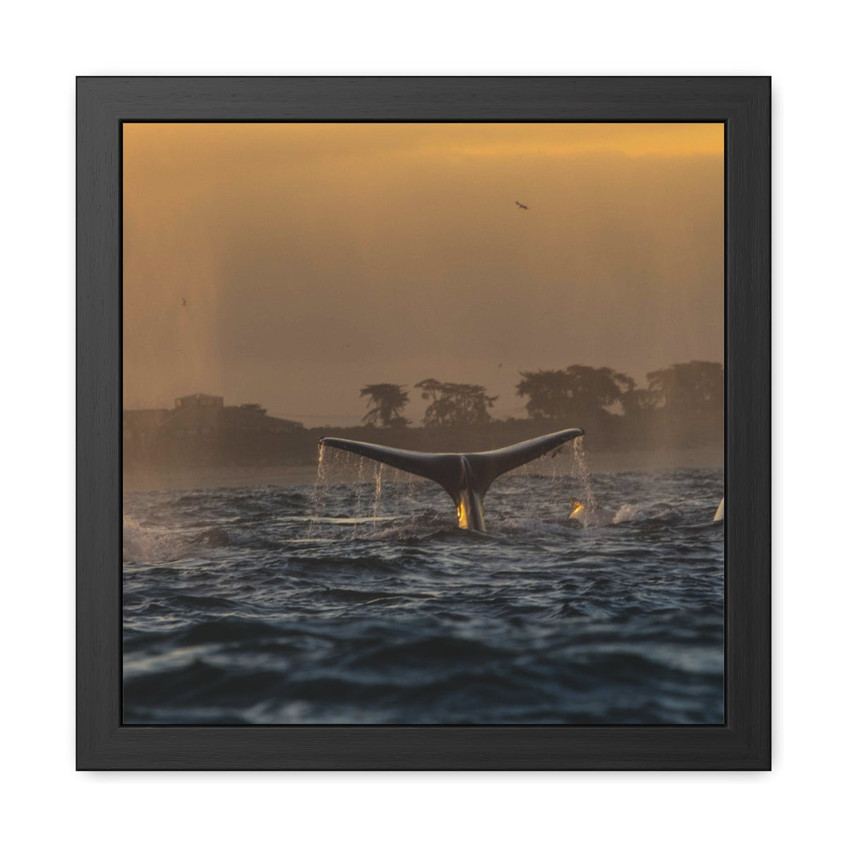 Whale Pair Framed Poster