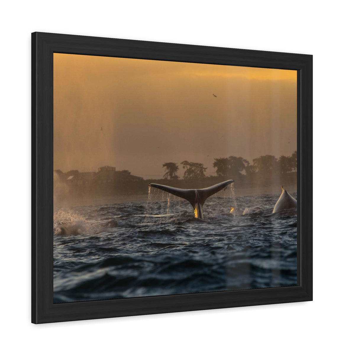 Whale Pair Framed Poster