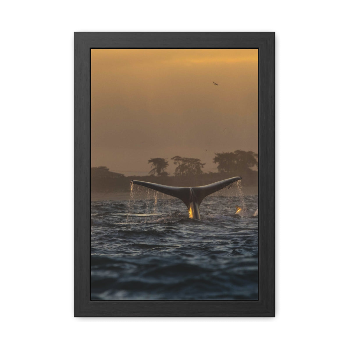 Whale Pair Framed Poster