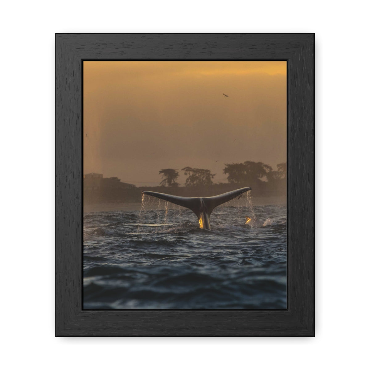Whale Pair Framed Poster