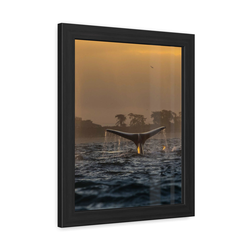 Whale Pair Framed Poster