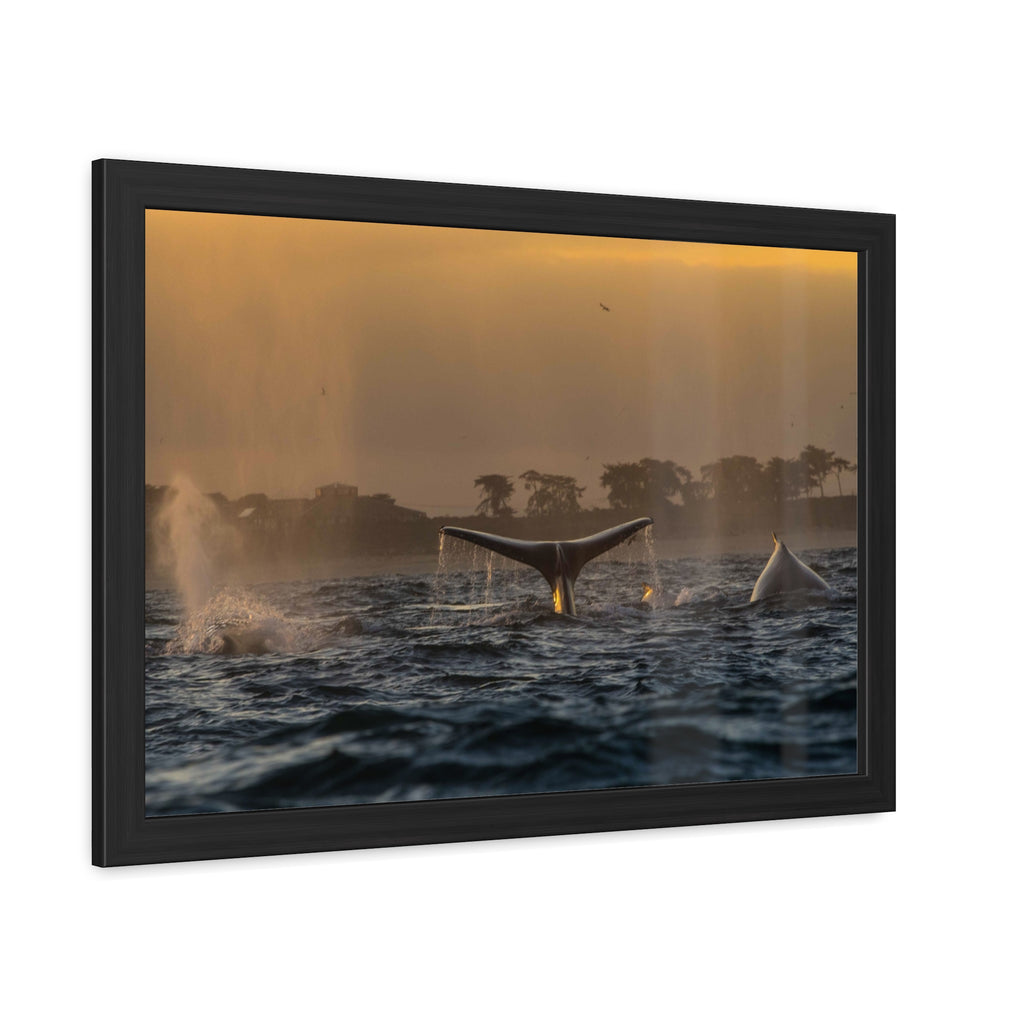 Whale Pair Framed Poster