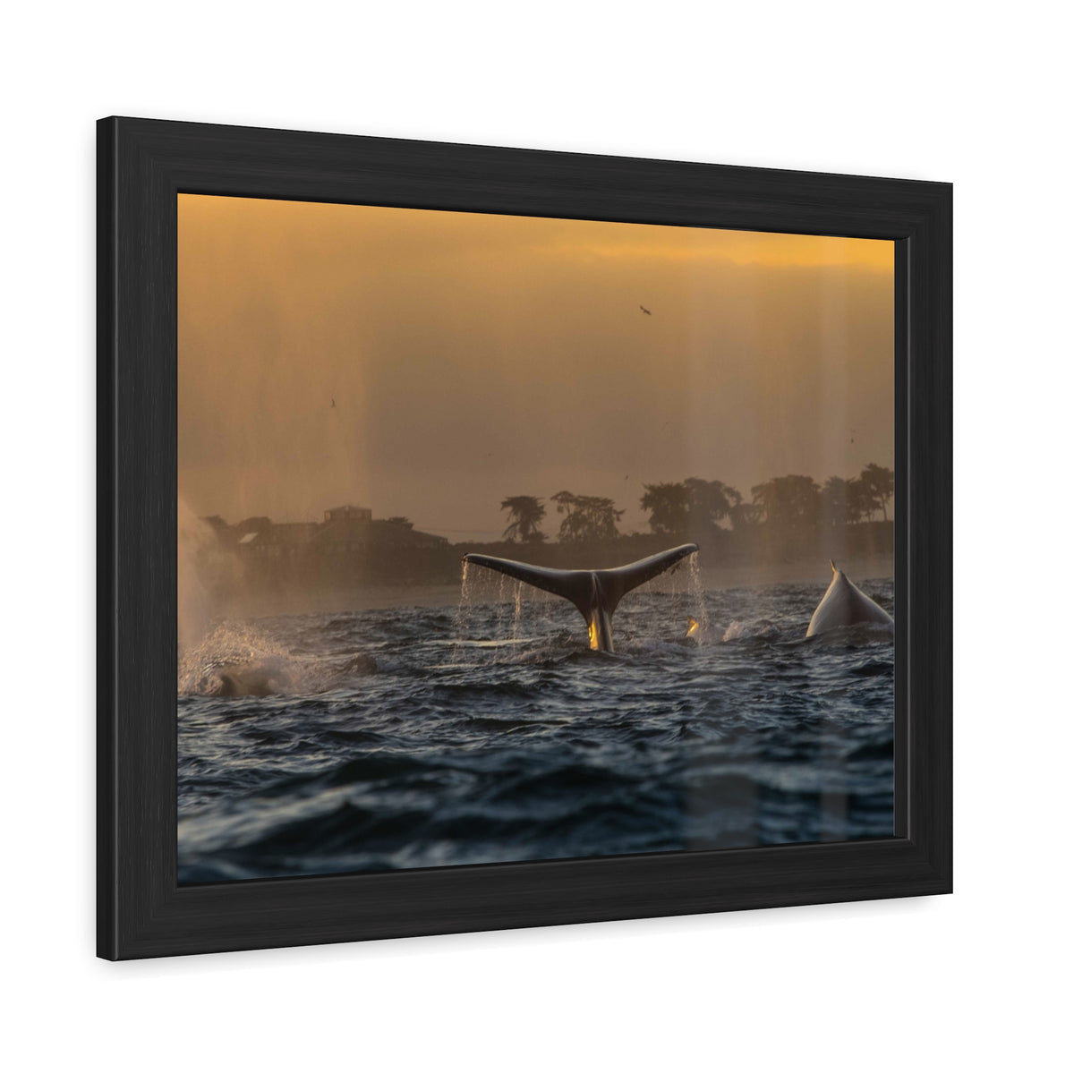 Whale Pair Framed Poster