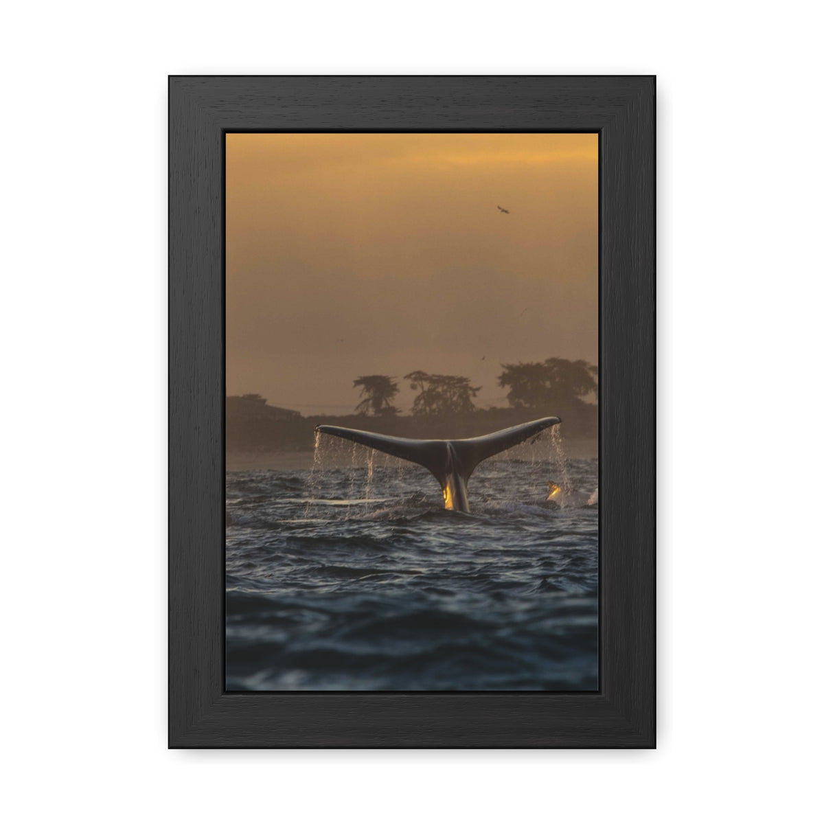 Whale Pair Framed Poster