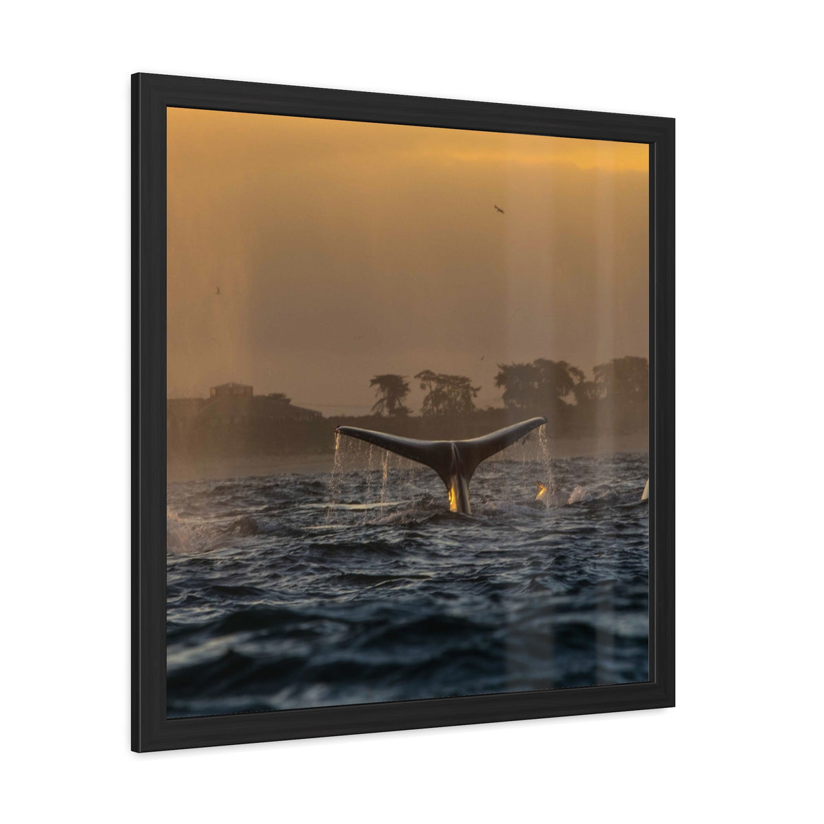 Whale Pair Framed Poster