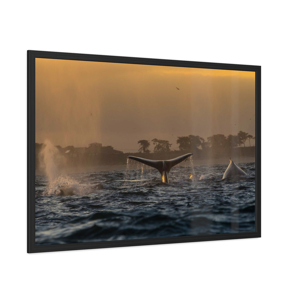 Whale Pair Framed Poster