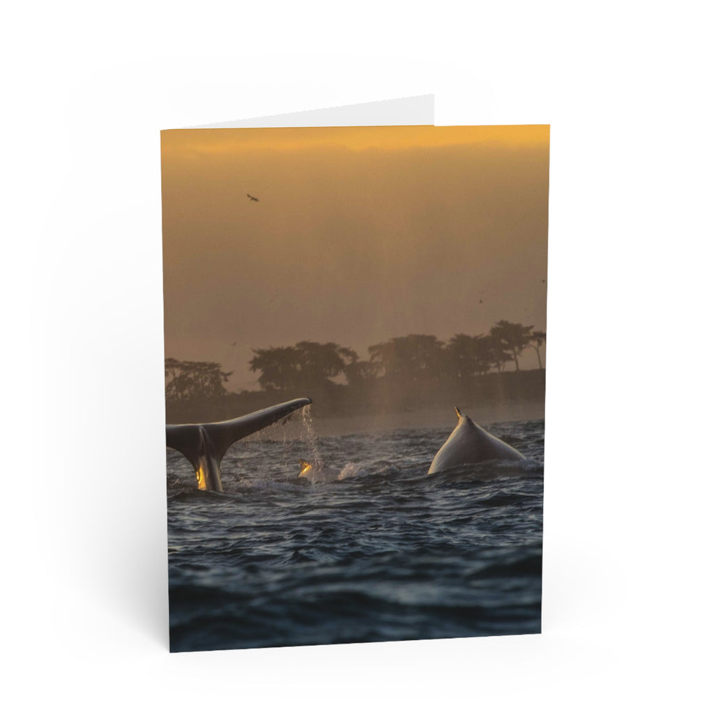 Whale Pair Greeting Card