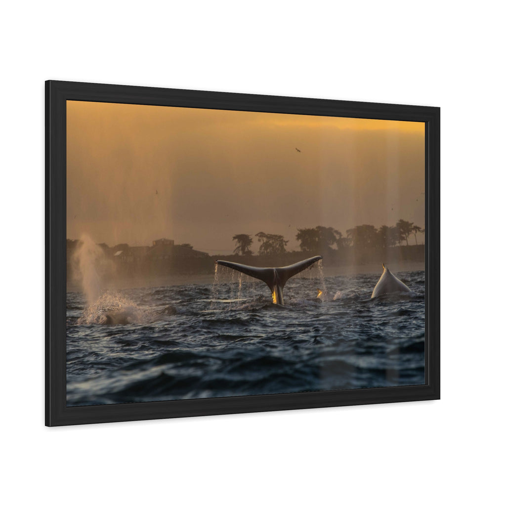 Whale Pair Framed Poster