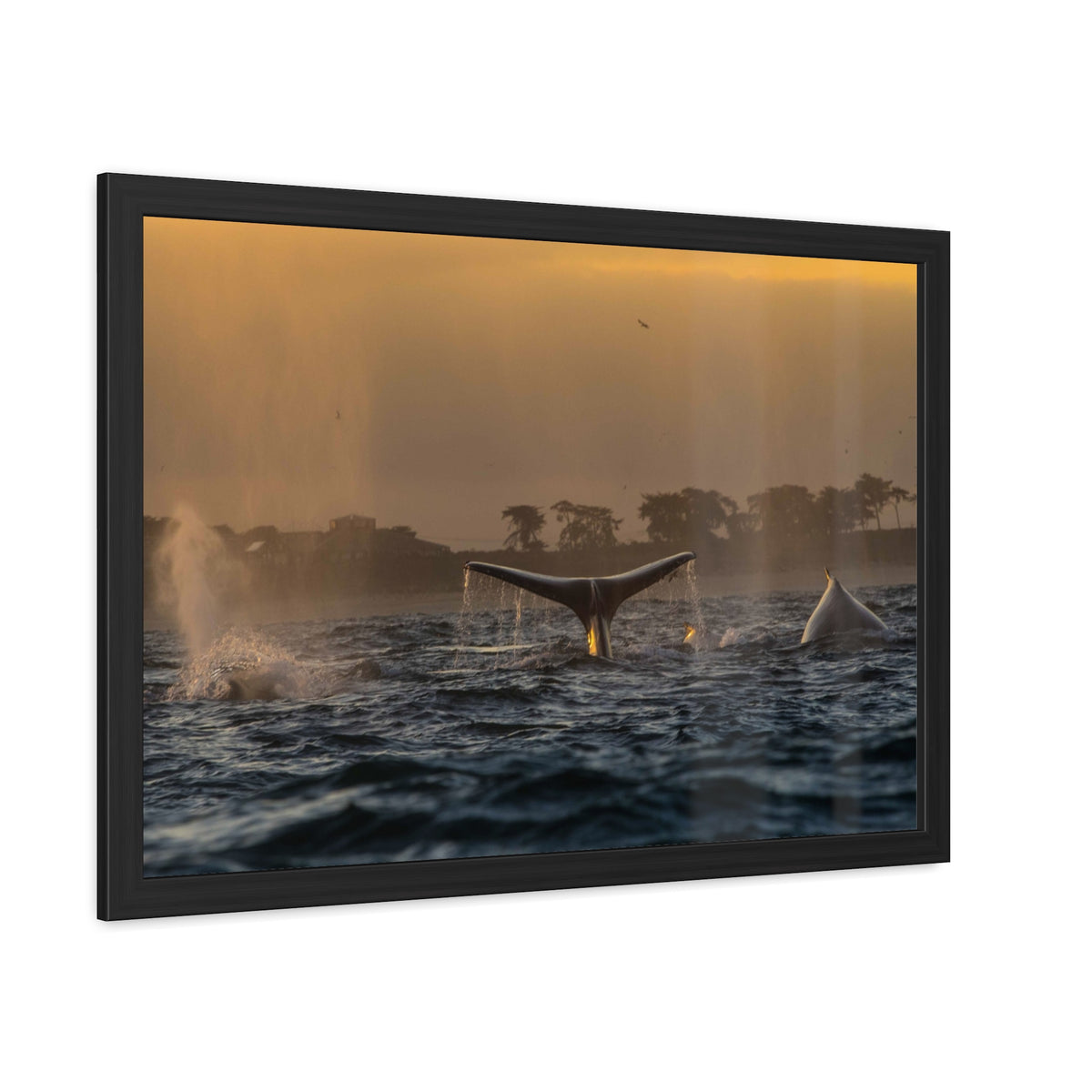 Whale Pair Framed Poster