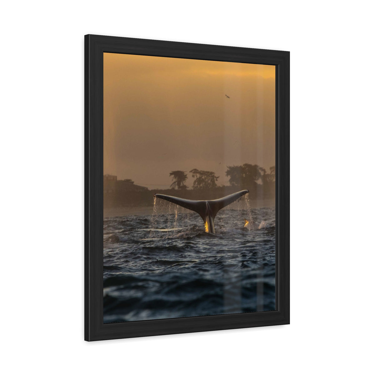 Whale Pair Framed Poster