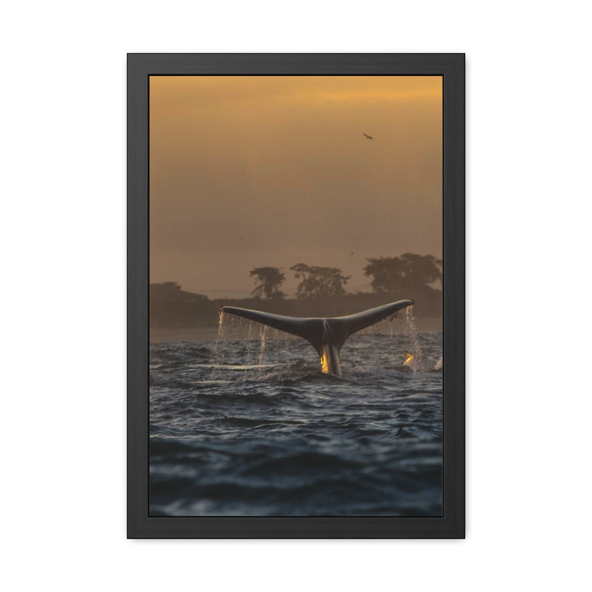 Whale Pair Framed Poster