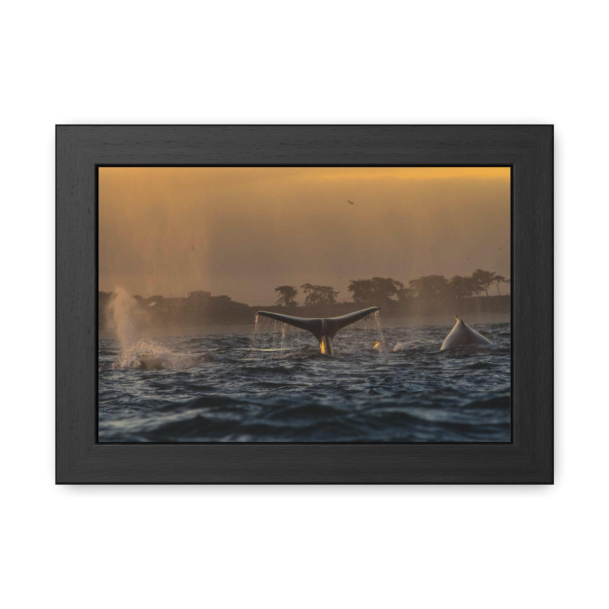 Whale Pair Framed Poster
