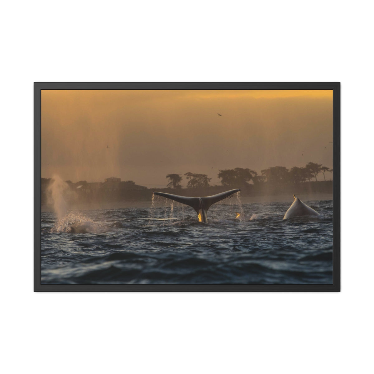 Whale Pair Framed Poster
