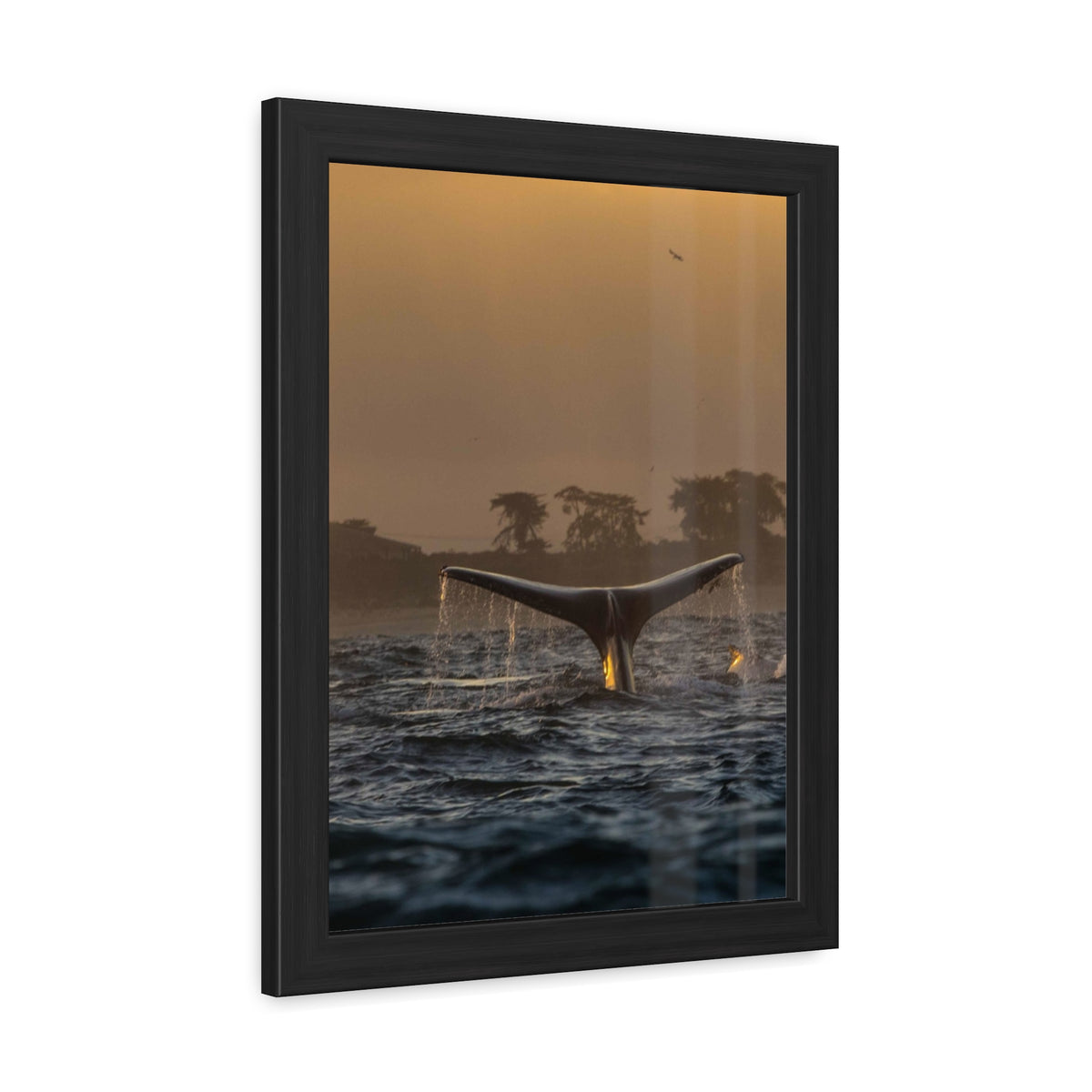 Whale Pair Framed Poster