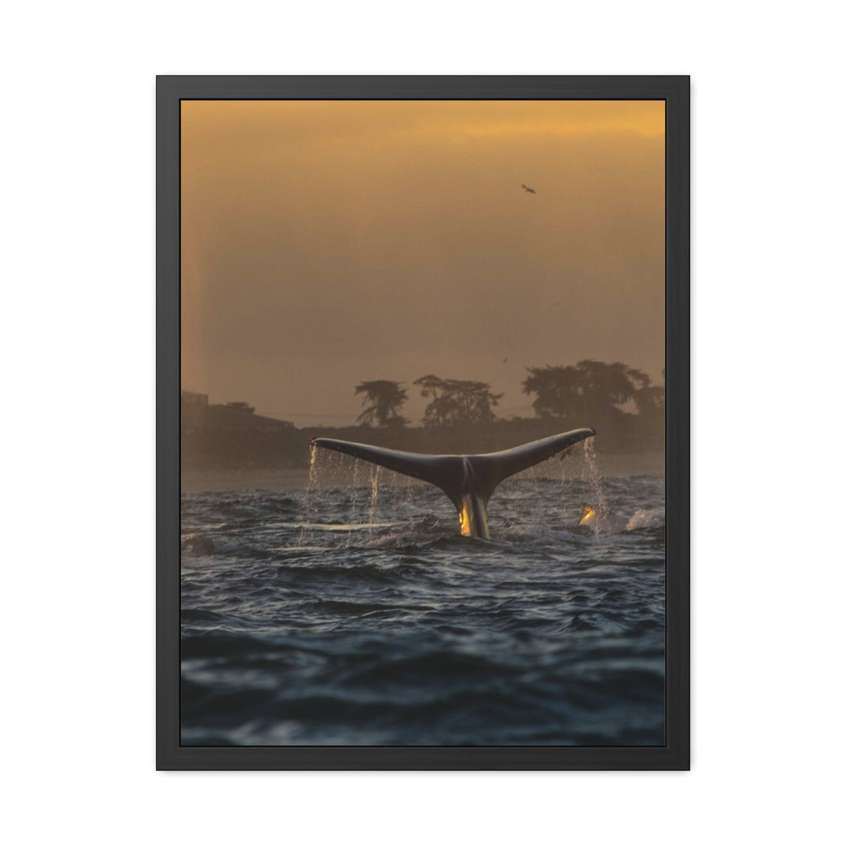 Whale Pair Framed Poster