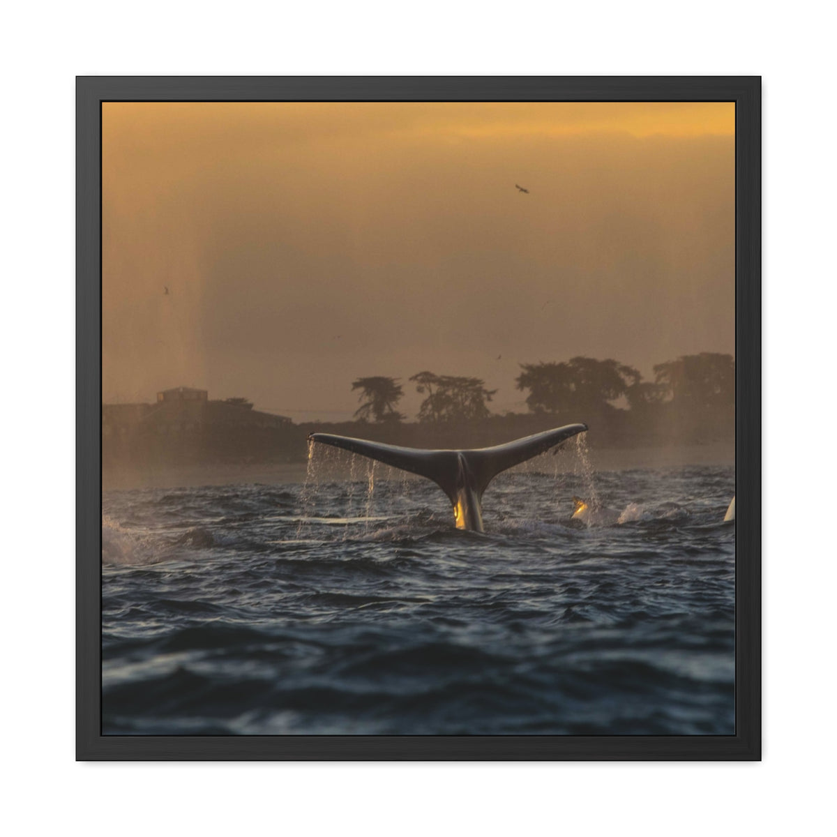 Whale Pair Framed Poster