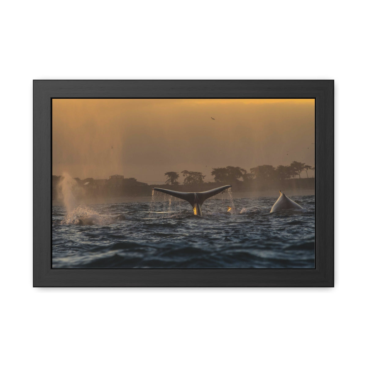 Whale Pair Framed Poster