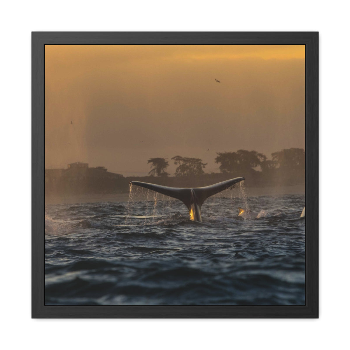 Whale Pair Framed Poster