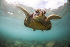 A green sea turtle swimming near the surface