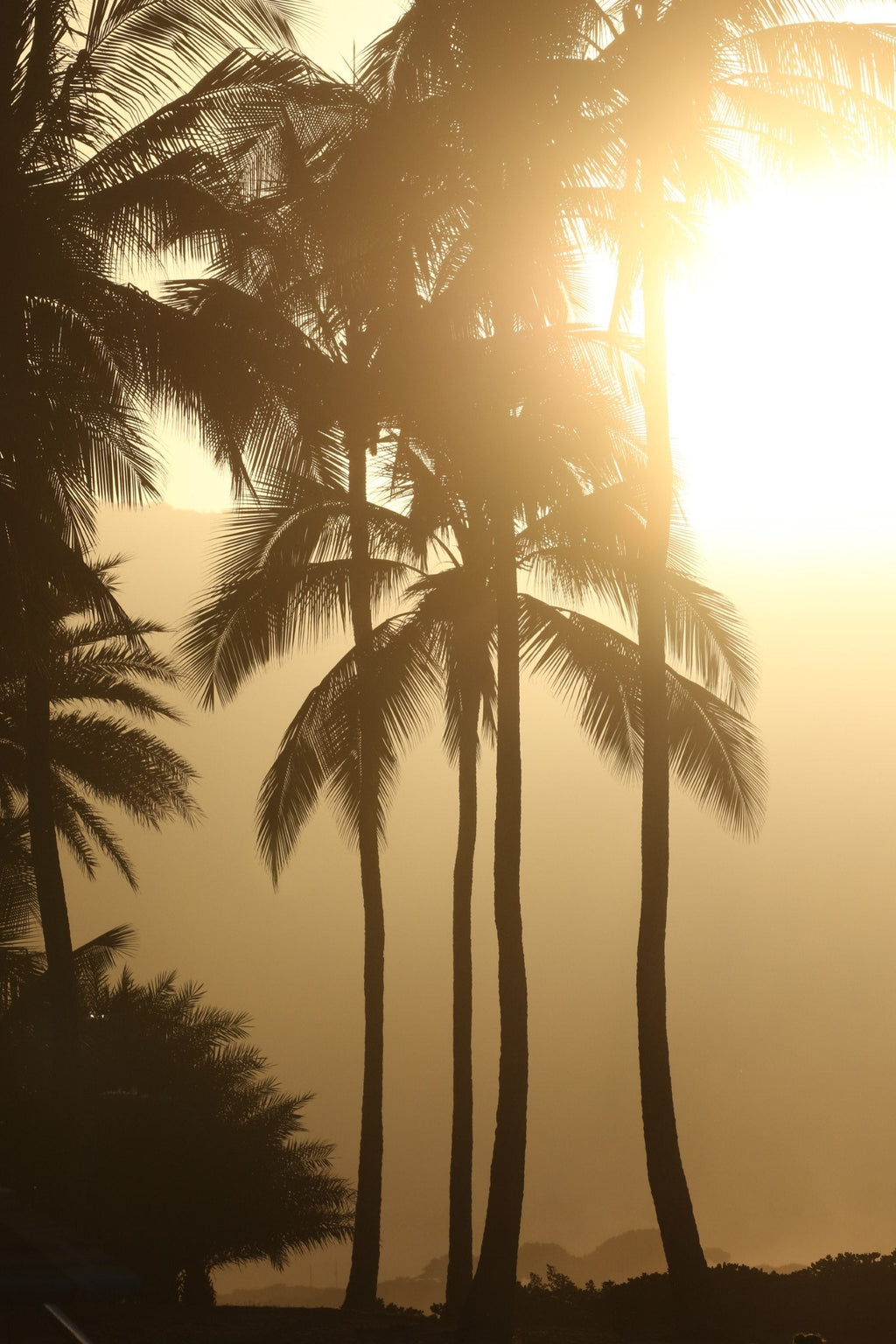 Tall palm trees backlit by a glowing golden sun