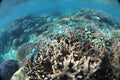 A coral reef full of bright blue fish seen from just below the surface