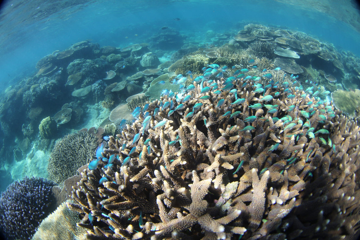 A coral reef full of bright blue fish seen from just below the surface